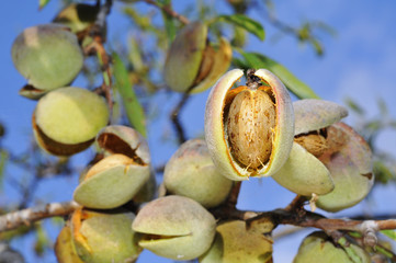 Wall Mural - almond tree