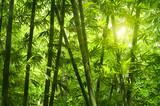 Fototapeta Bambus - Bamboo forest.