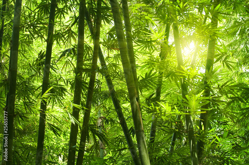 Naklejka - mata magnetyczna na lodówkę Bamboo forest.