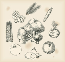 Vegetables- Isolated Objects- Drawing