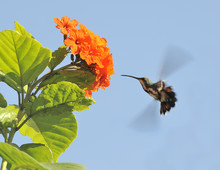 Hummingbird Visiting A Hibiscus Flower
