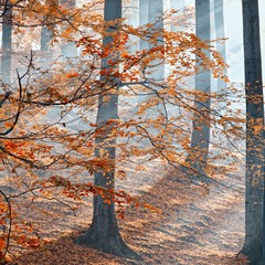 Wall Mural - Sunlight  through the trees.