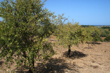 Fototapete - Alberi di mandorle nella campagna siciliana