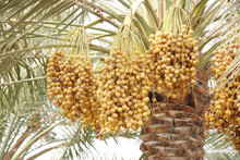 Ripen Yellow And Brown Rutab Dates