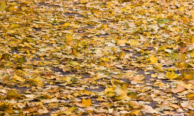 Wall Mural - background of the yellow leaves of autumn