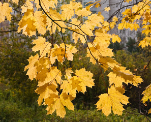 the branches of the maple tree with yellow leaves