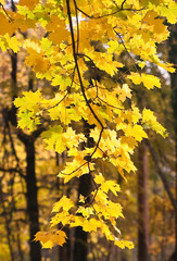 Wall Mural - the branches of the maple tree with yellow leaves