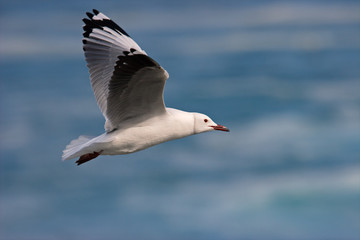 Poster - Kelp gull (Larus dominicanus) in flight