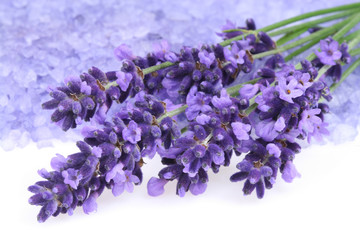 Fotomurales - Lavender
