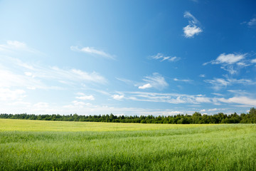 Poster - oat field and sunny sky