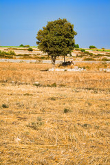 Fototapete - scena rurale con albero