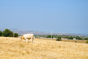 Fototapete - Country scene with cow