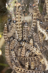 Poster - Macro photo of Ermine moth lavae in communal web.