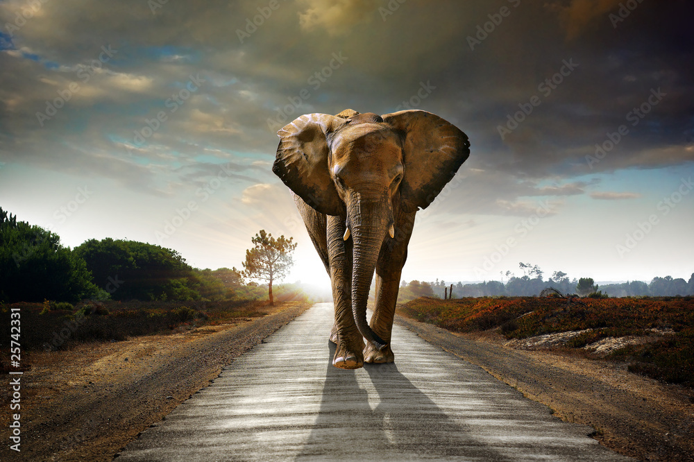 Walking Elephant - obrazy, fototapety, plakaty 