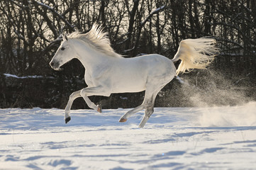 Fototapeta pole koń wyścigowy koń zwierzę ruch