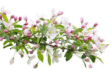 Leinwandbilder - Blooming apple tree branch