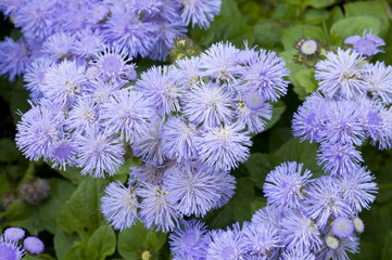 Close/up of a bed of Ageratum blue flowers