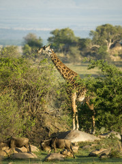 Wall Mural - Wildebeest and giraffe in the Serengeti, Tanzania, Africa