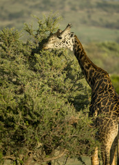 Poster - Giraffe eating in the Serengeti, Tanzania, Africa