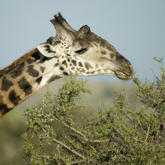 Wall Mural - Close-up of Giraffe eating in the Serengeti, Tanzania, Africa