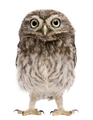 Wall Mural - Little Owl, 50 days old, Athene noctua