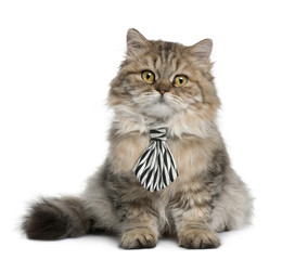 Wall Mural - British Longhair kitten wearing a tie, 3 months old, sitting