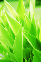 summer background from the bright green juicy leaves