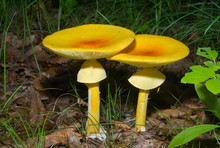 Mushrooms (Amanita Caesareaoides) 1