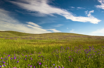 Wall Mural - Green meadow
