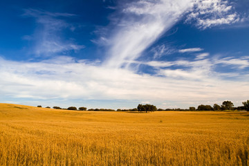 Wall Mural - Yellow wheat field