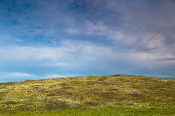 Wall Mural - Green meadow