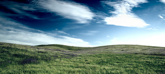 Wall Mural - Green meadow