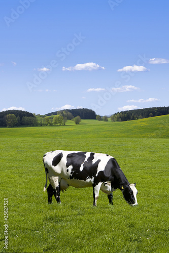 Schwarz-Weisse Kuh – kaufen Sie dieses Foto und finden Sie ähnliche