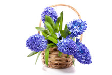 A Wicker Basket With Blue Hyacinths Isolated Over White