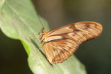 Fototapeta Zwierzęta - butterfly on leaf