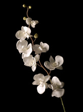 White Orchid Isolated Over Black Background