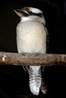 Lesser Grey Shrike bird
