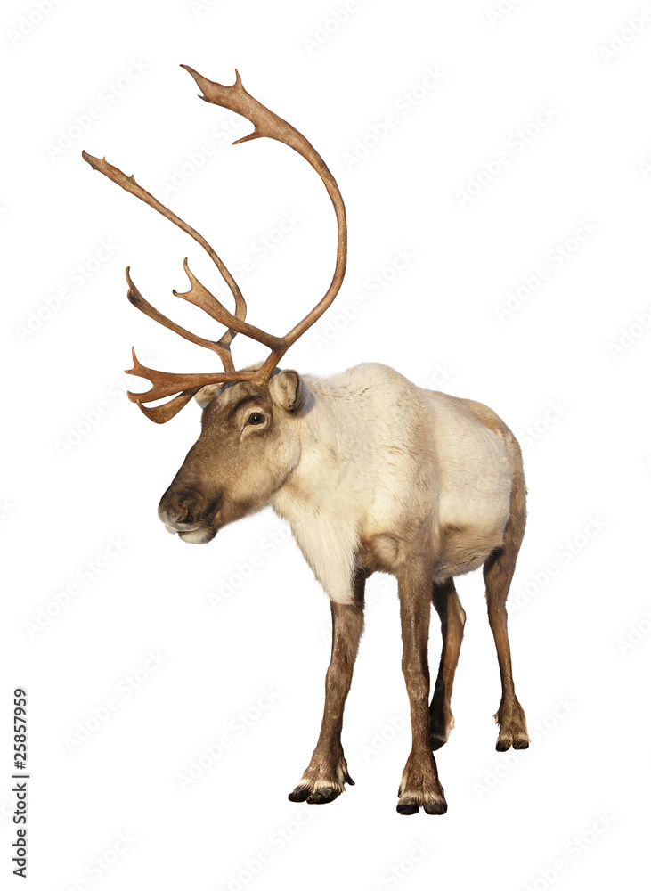 Complete caribou reindeer isolated - obrazy, fototapety, plakaty 