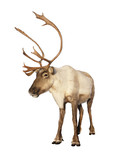Fototapeta Zwierzęta - Complete caribou reindeer isolated