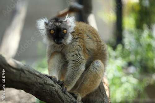 クロキツネザル 東京 上野動物園 Stock Photo Adobe Stock