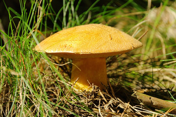 Wall Mural - Kornblumenroehrling - Gyroporus cyanescens 03