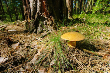 Wall Mural - Kornblumenroehrling - Gyroporus cyanescens 05