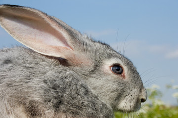 Wall Mural - Bunny