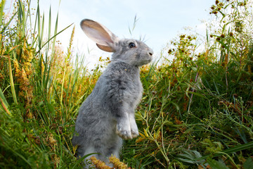 Wall Mural - Cautious hare