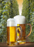 Fototapeta  - glass of beer