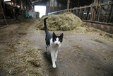 Fototapeta Konie - Katze im Stall