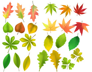 Wall Mural - Vector set of different forest leaves