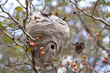 © Tim Glass - Hornet Nest - Fall View of Active Nest