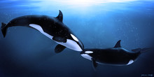 Orcas Tenderness