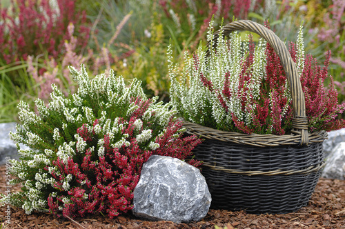 Cuadros en Lienzo Steingarten mit Calluna Vulgaris Heidekraut